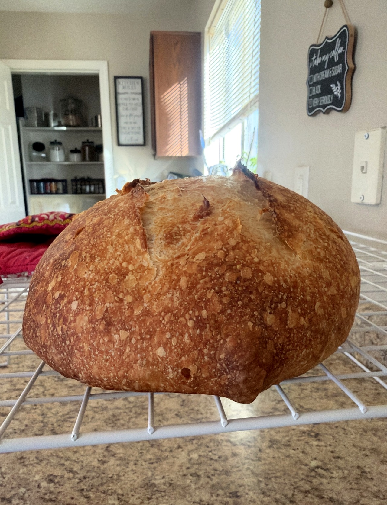 First sourdough loaf from Audrey II starter, golden crust, baked in Florence, Arizona