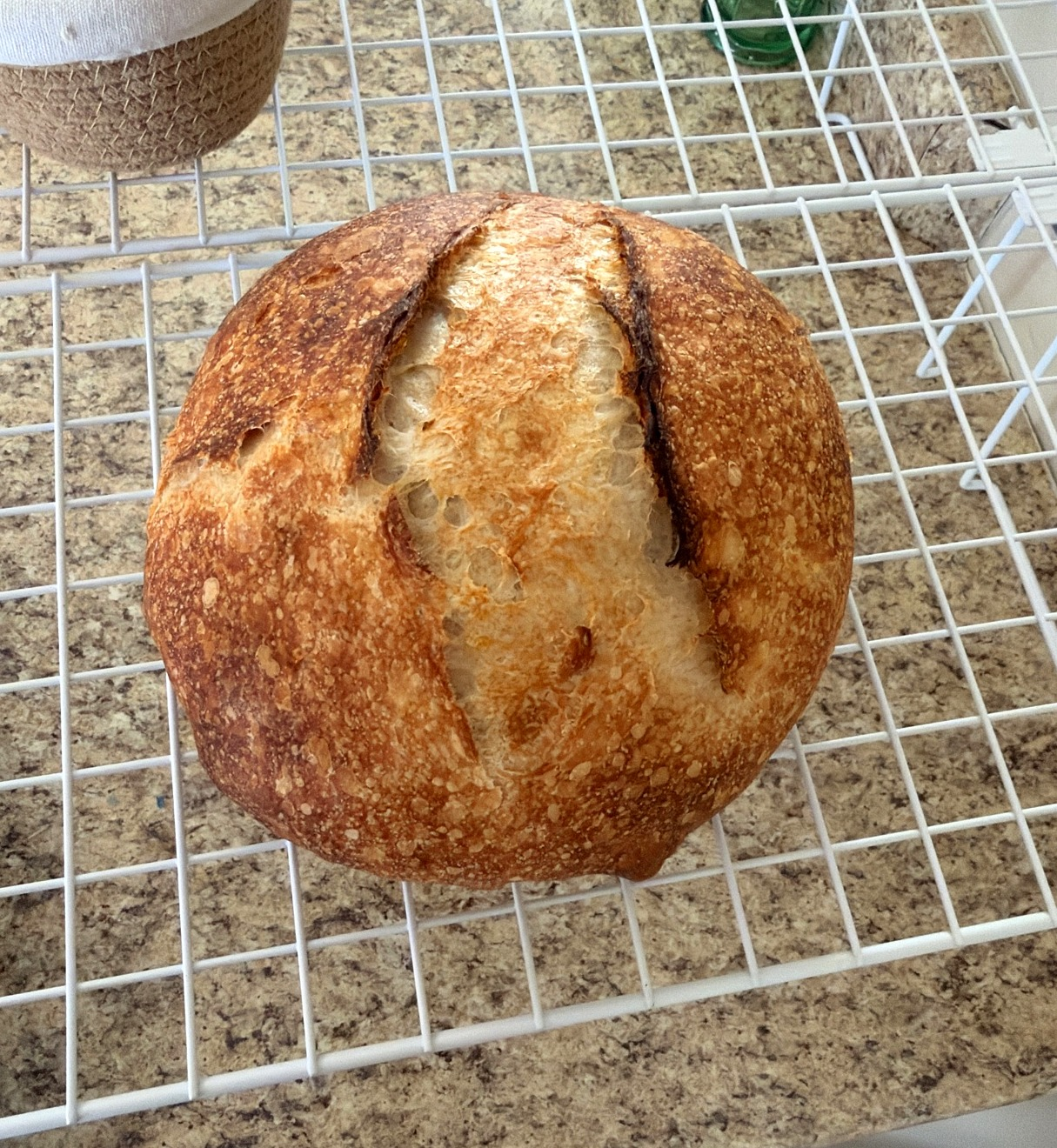 Audrey II's first loaf, top view